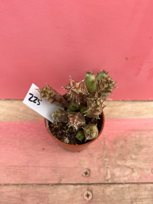 Huernia species (522)