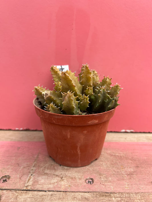 Huernia zebrina variegata (524)
