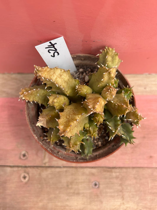 Huernia zebrina variegata (524)