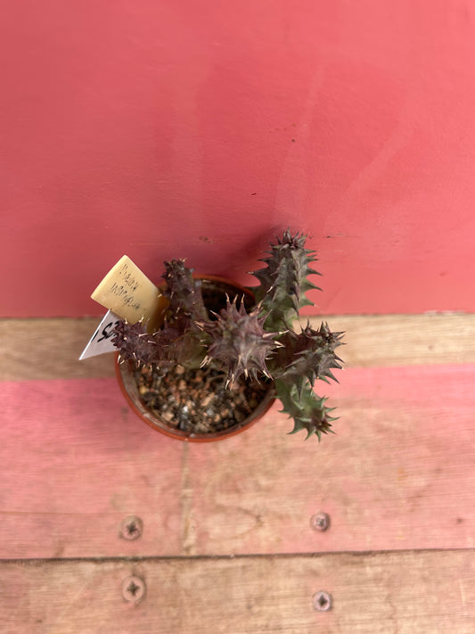 Huernia insigniflora (525)