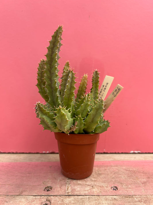 Huernia boleana (526)