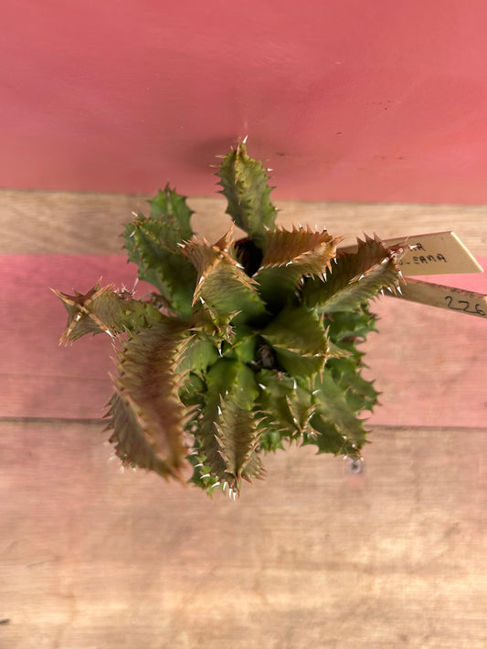 Huernia boleana (526)