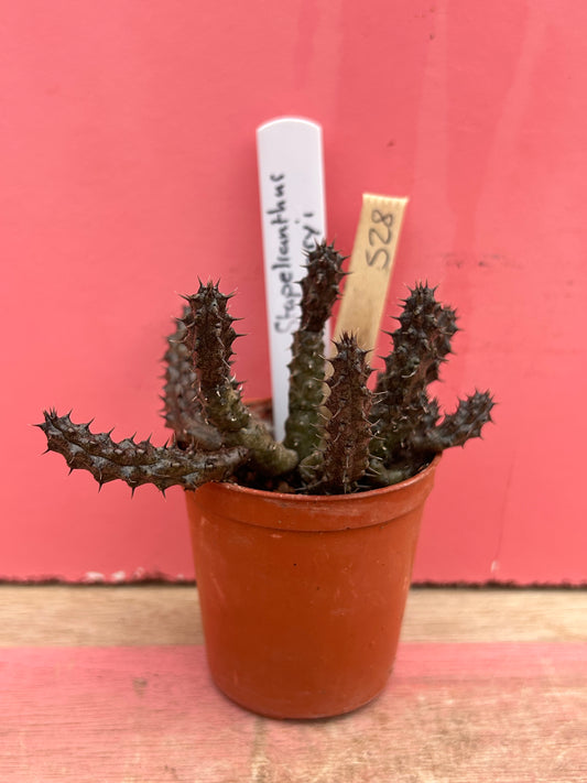 Stapelianthus decaryi (528)