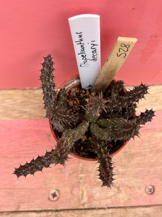 Stapelianthus decaryi (528)