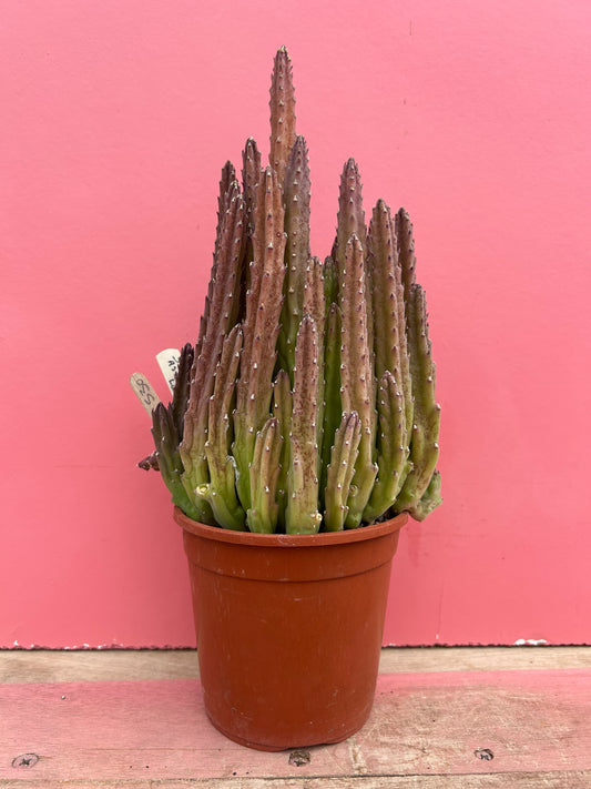 Stapelia asterias v. lucida (530)