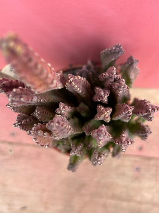 Stapelia asterias v. lucida (530)
