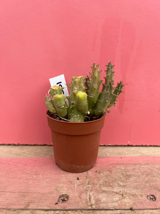 Stapelia species (531)