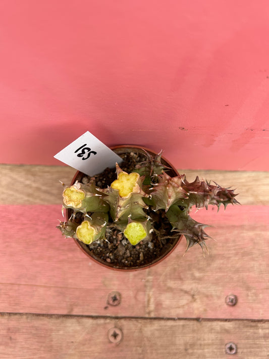 Stapelia species (531)