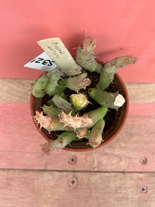 Huernia mccoyi (532)