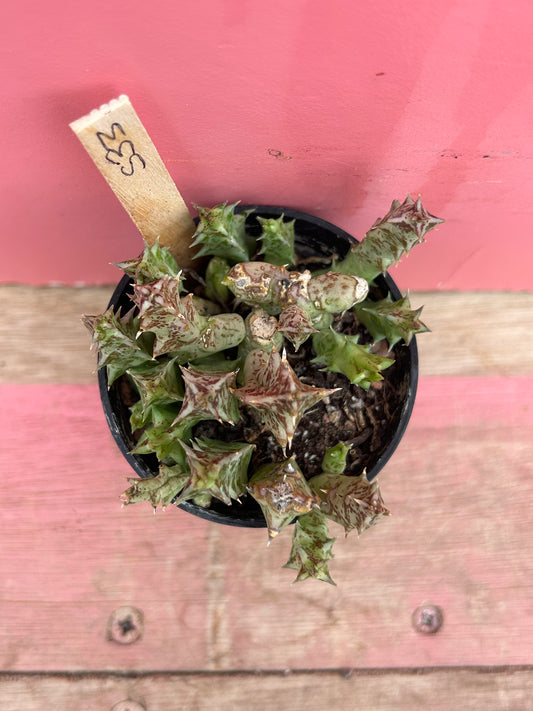 Orbea wissmannii (533)