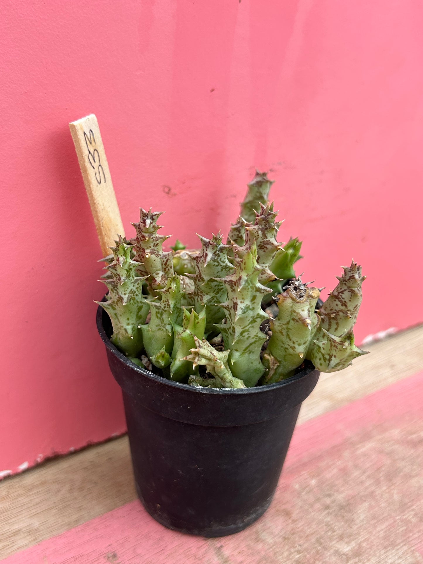 Orbea wissmannii (533)