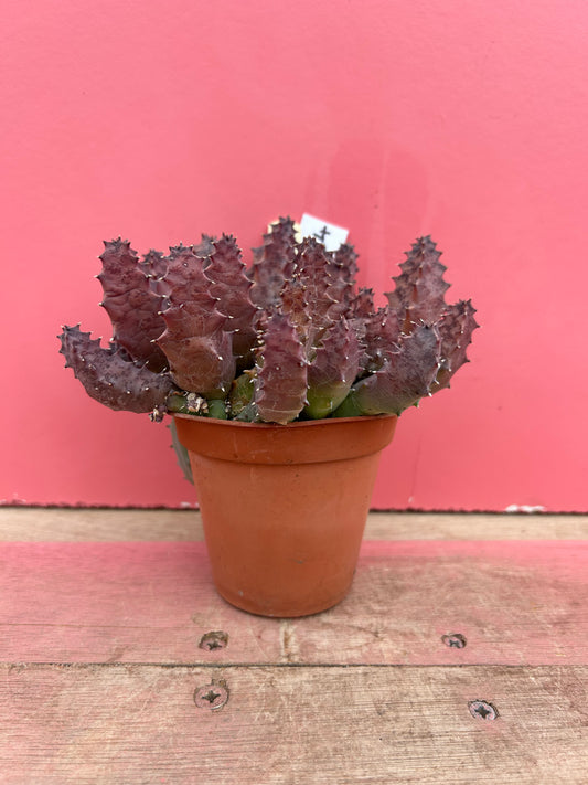 Huernia clavigera (534)
