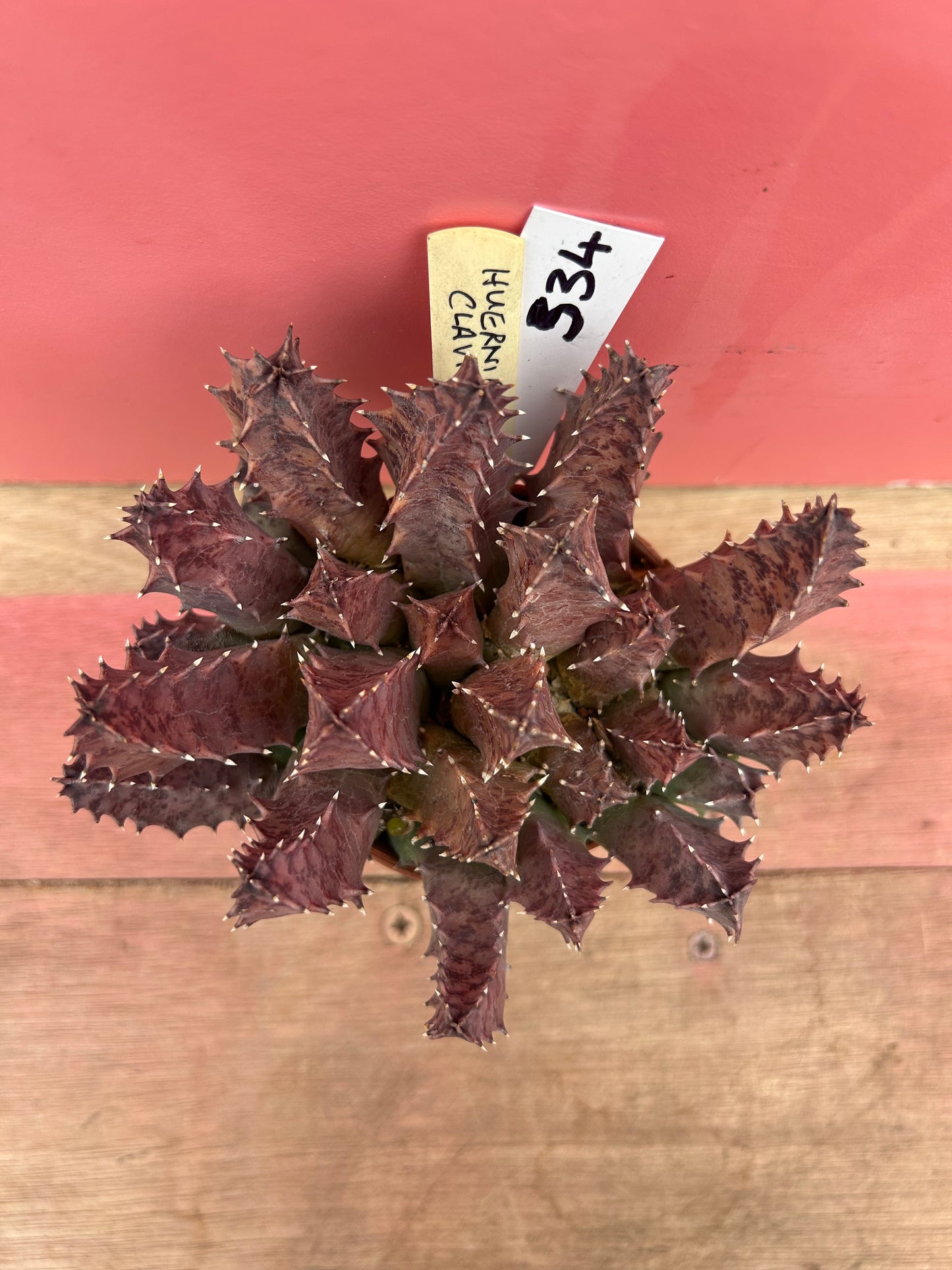 Huernia clavigera (534)