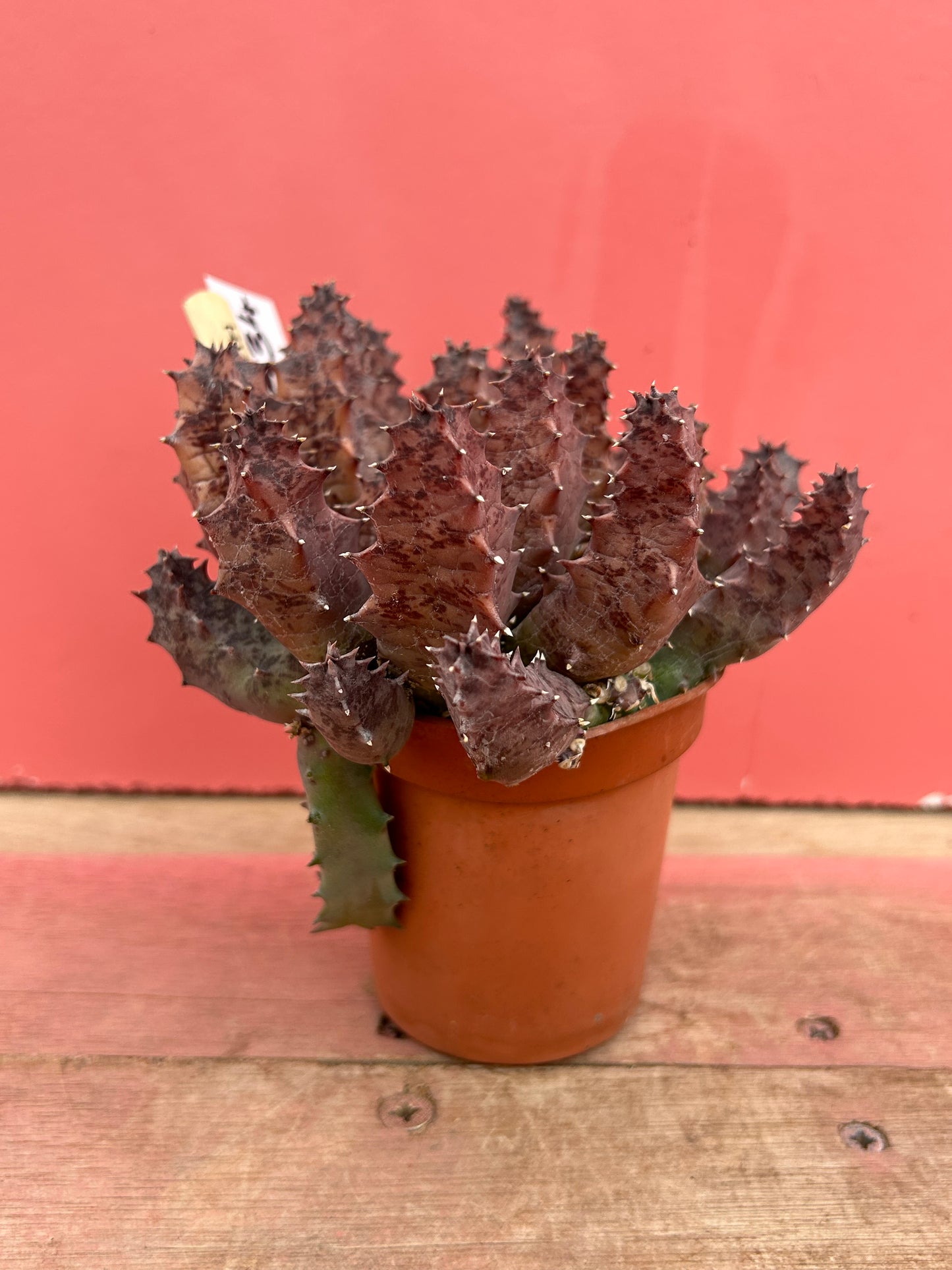 Huernia clavigera (534)