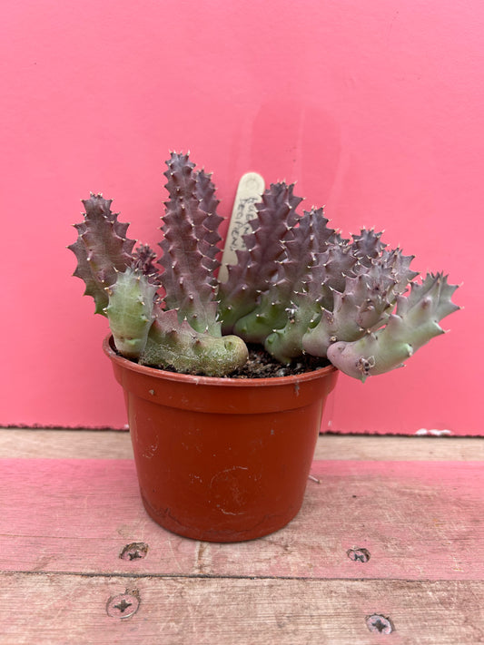 Huernia decipiens (535)
