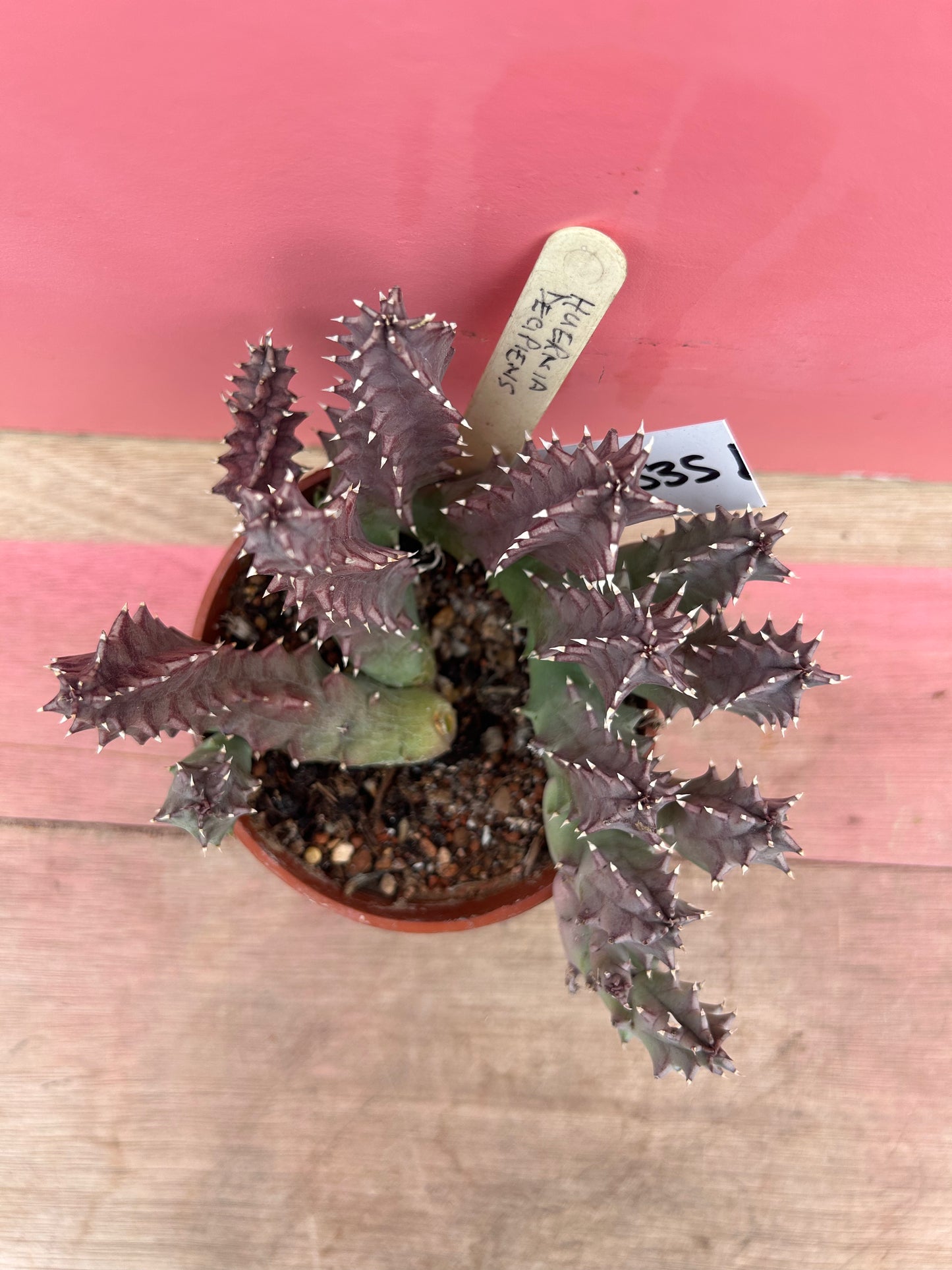 Huernia decipiens (535)