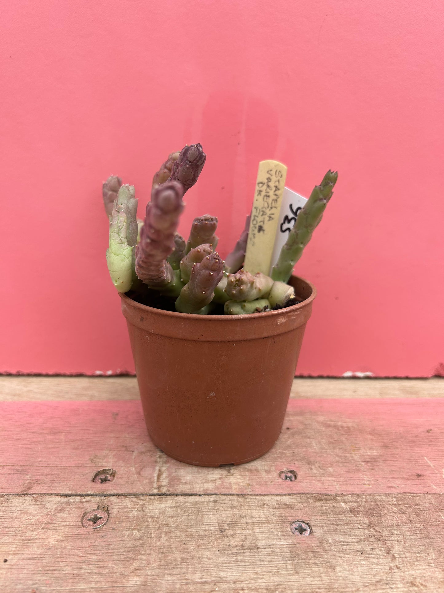 Stapelia variegata (536)