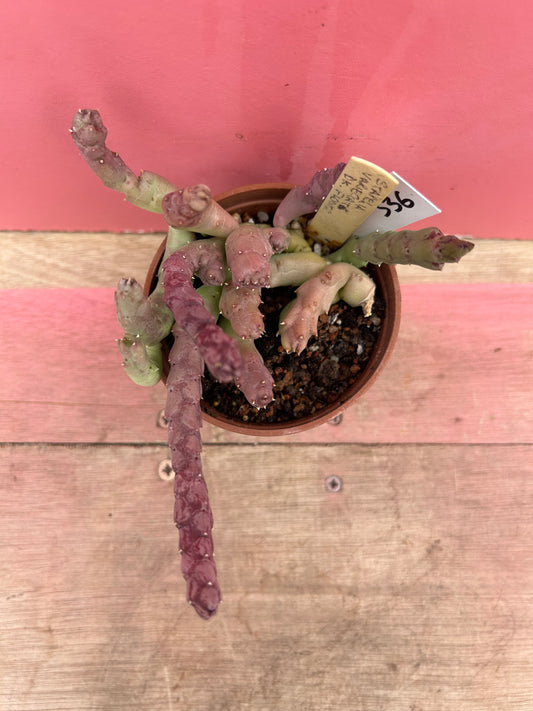 Stapelia variegata (536)