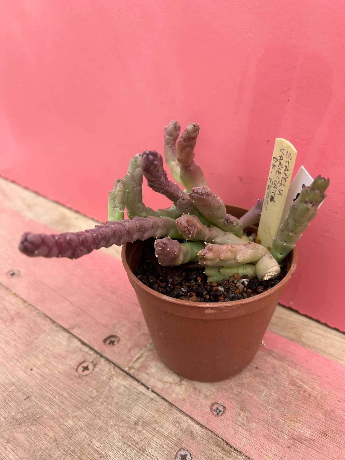 Stapelia variegata (536)