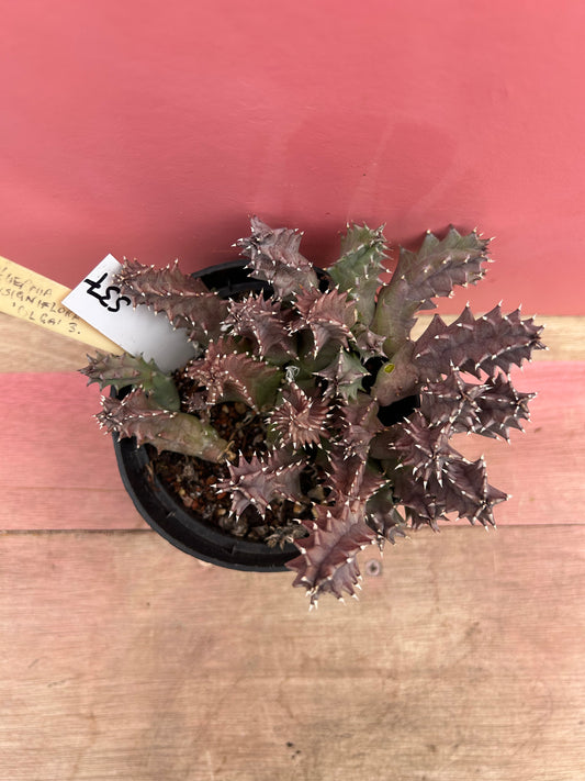 Huernia insigniflora (537)