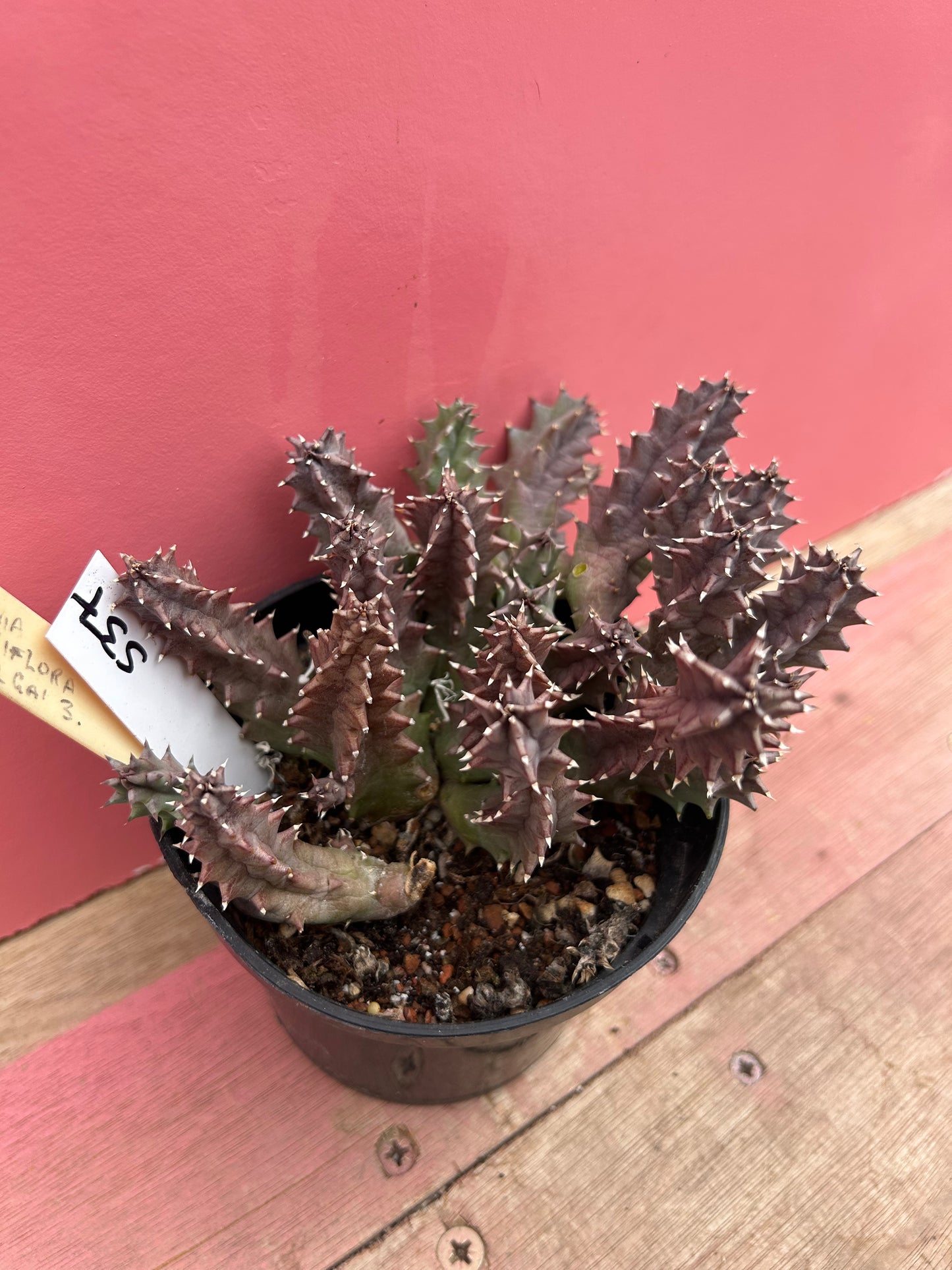 Huernia insigniflora (537)