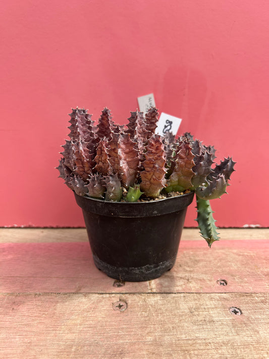 Huernia clavigera (538)