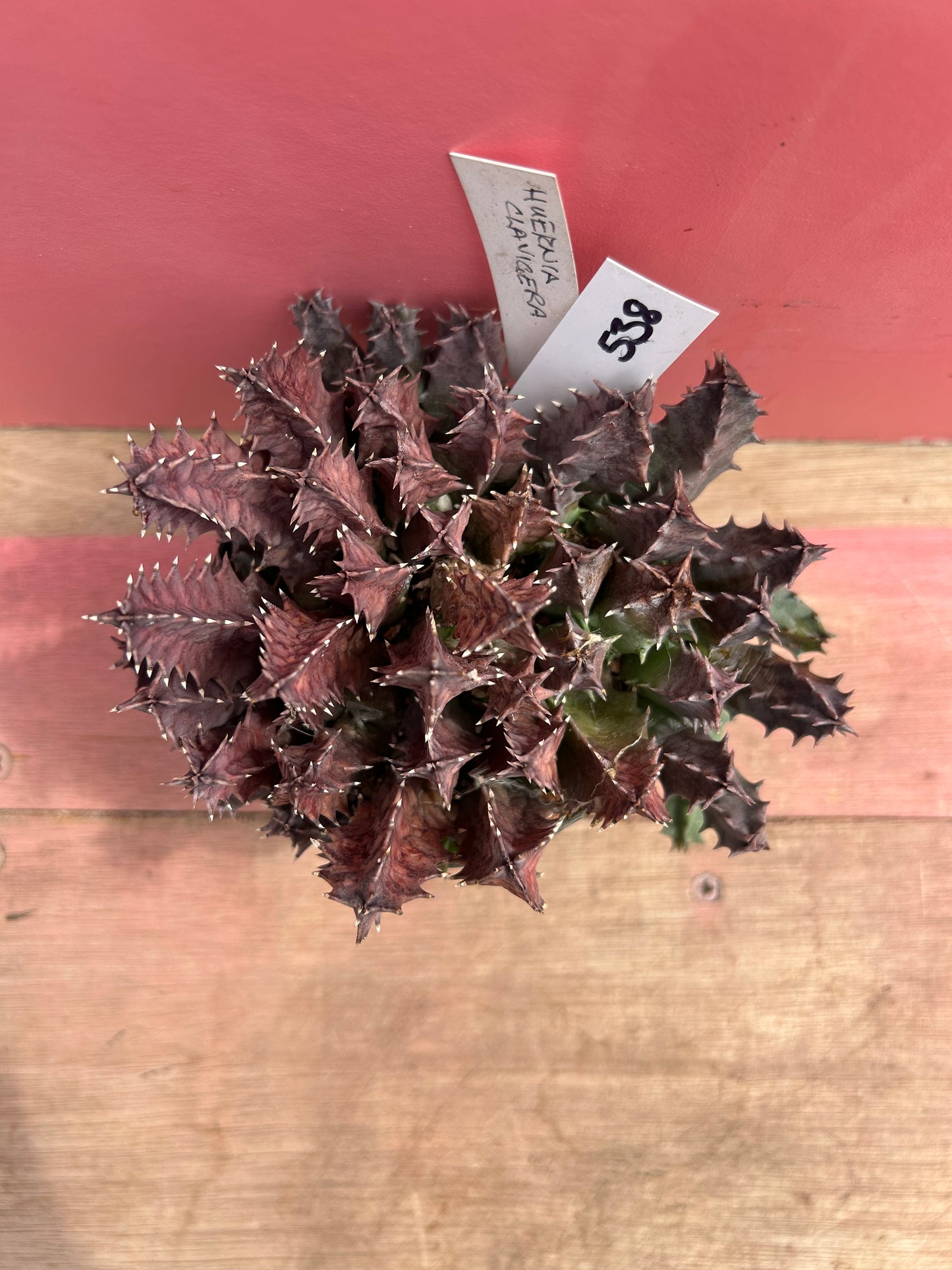 Huernia clavigera (538)