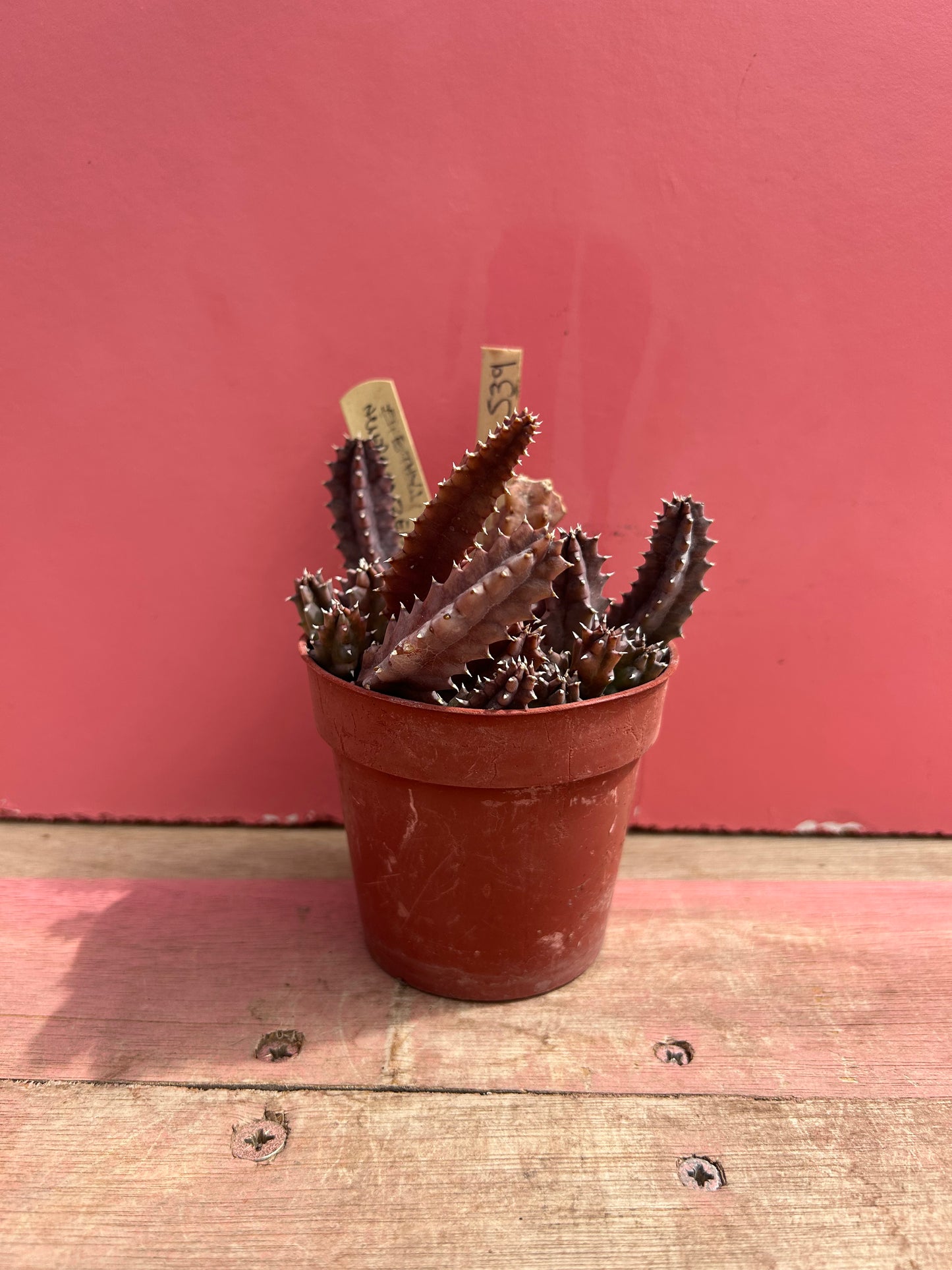 Huernia zebrina variegata (539)