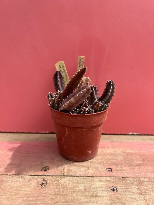 Huernia zebrina variegata (539)