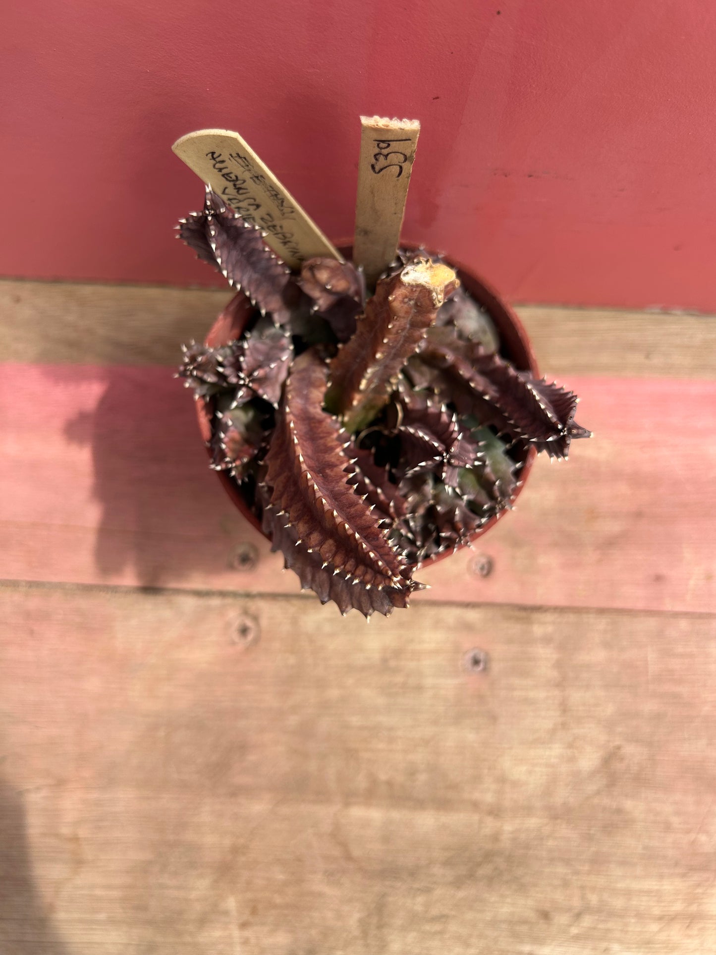 Huernia zebrina variegata (539)
