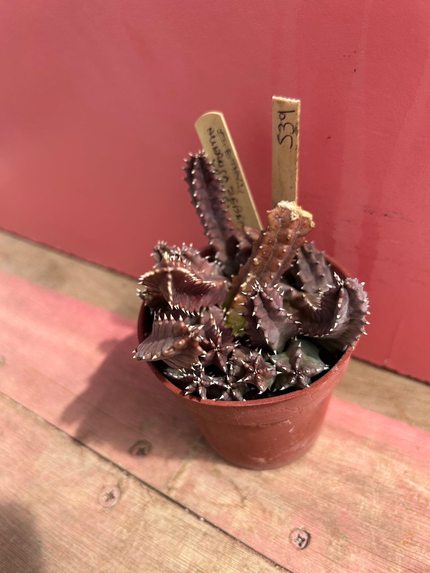 Huernia zebrina variegata (539)