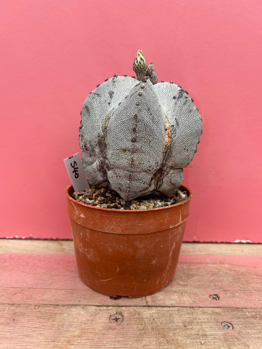 Astophytum superkabuto hybrid (540)