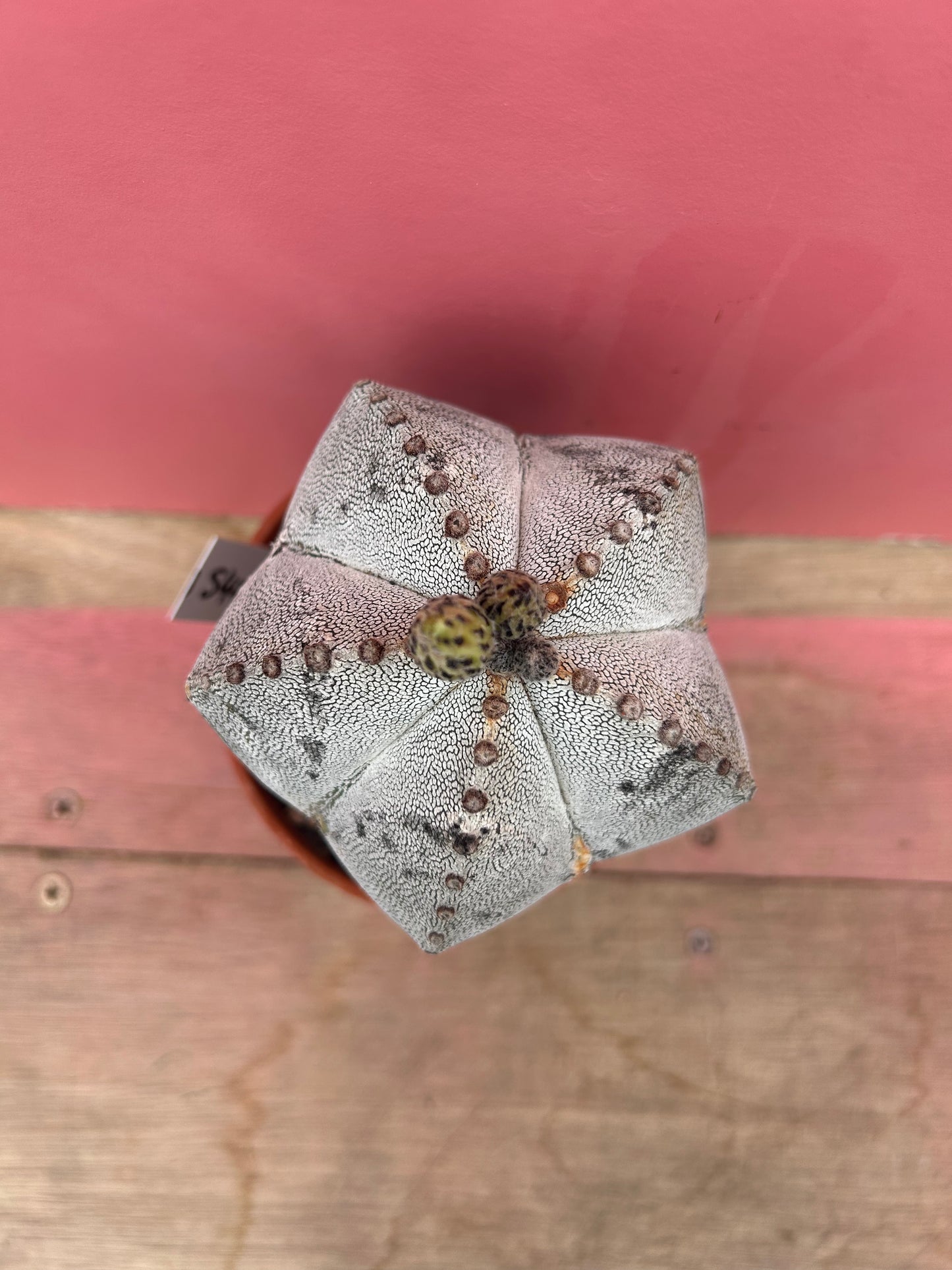 Astophytum superkabuto hybrid (540)