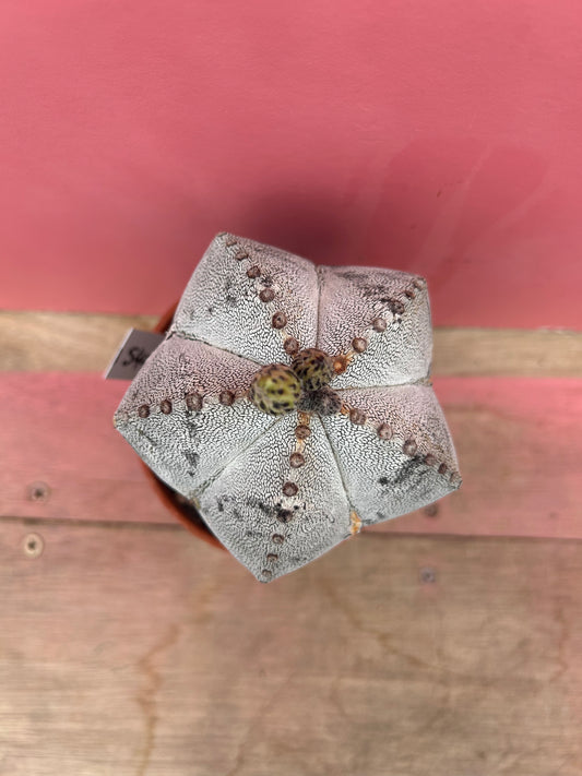 Astophytum superkabuto hybrid (540)