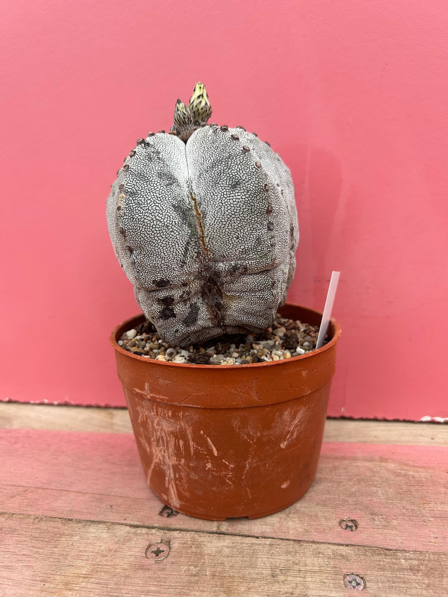 Astophytum superkabuto hybrid (540)