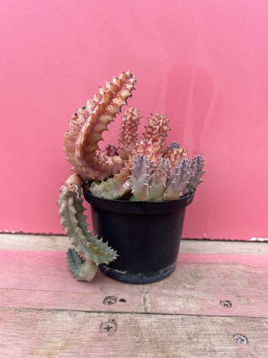 Stapelia fulvilata (541)