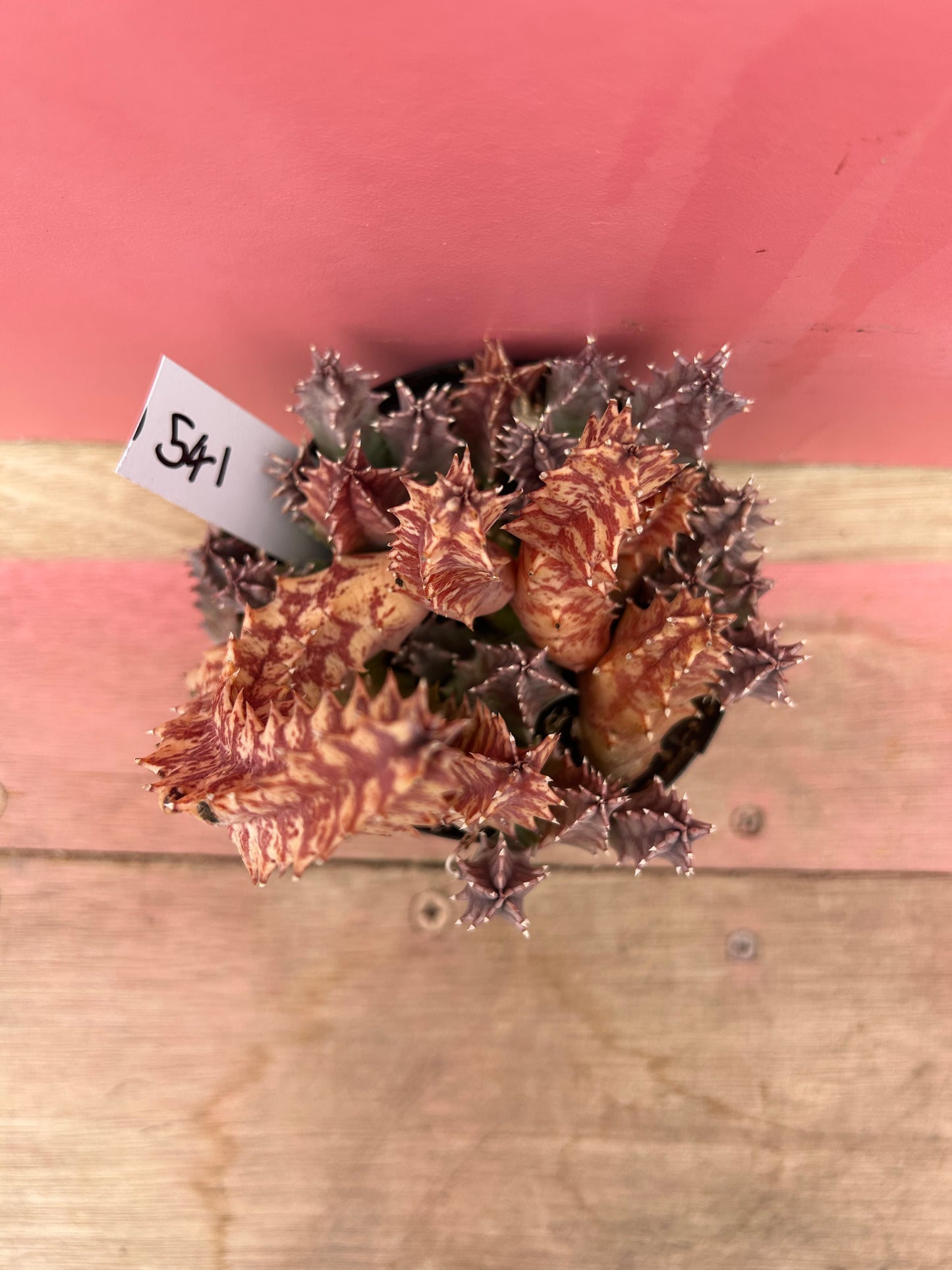 Stapelia fulvilata (541)