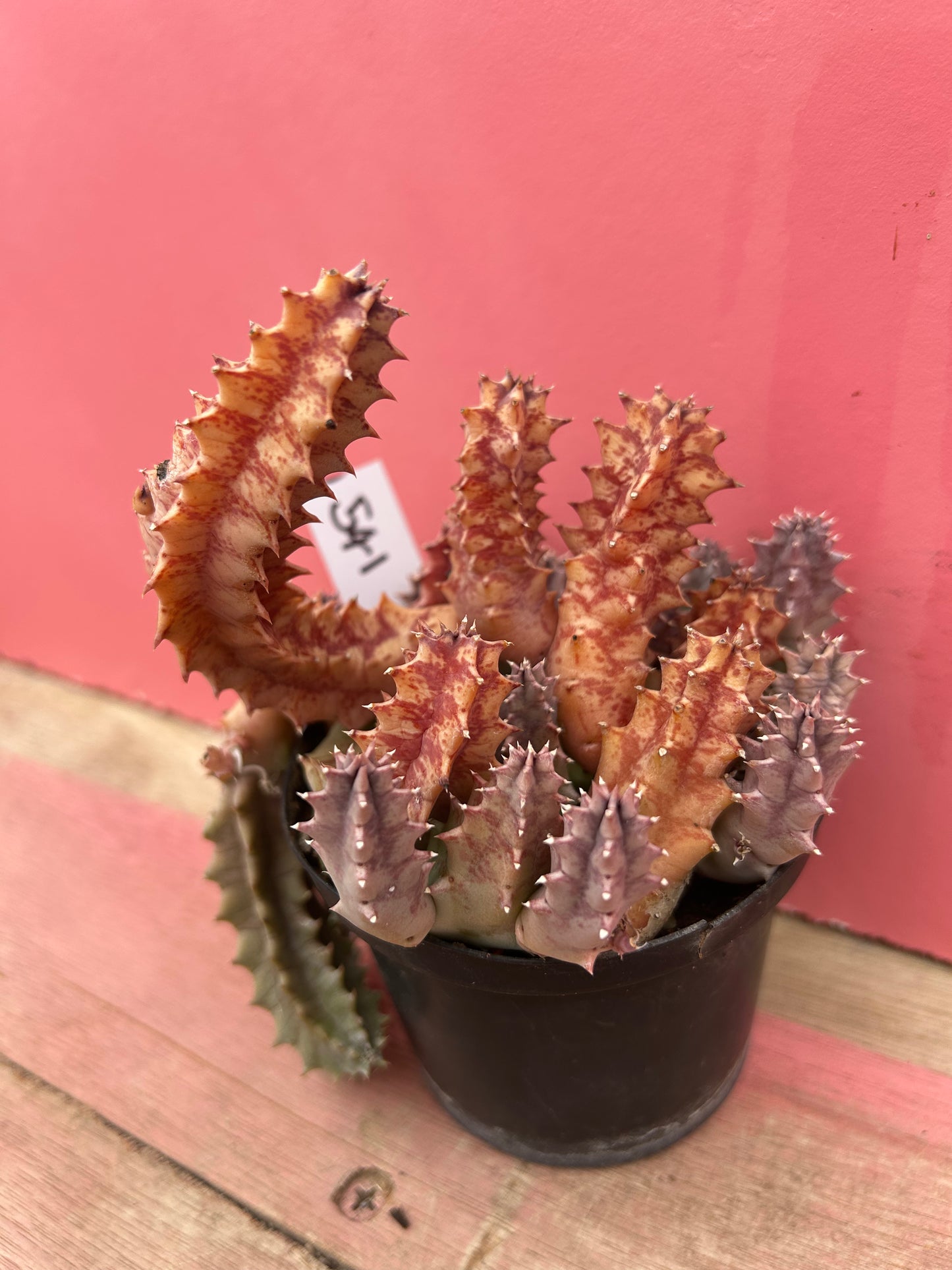 Stapelia fulvilata (541)