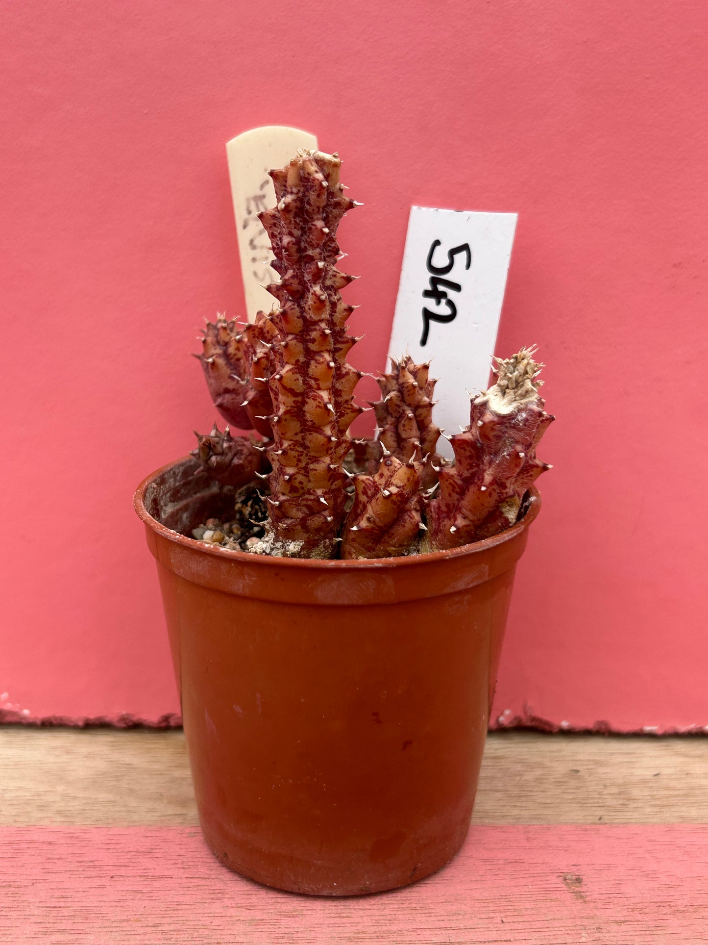 Huernia 'elvis' (542)