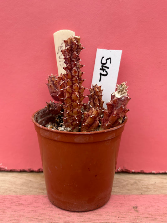 Huernia 'elvis' (542)