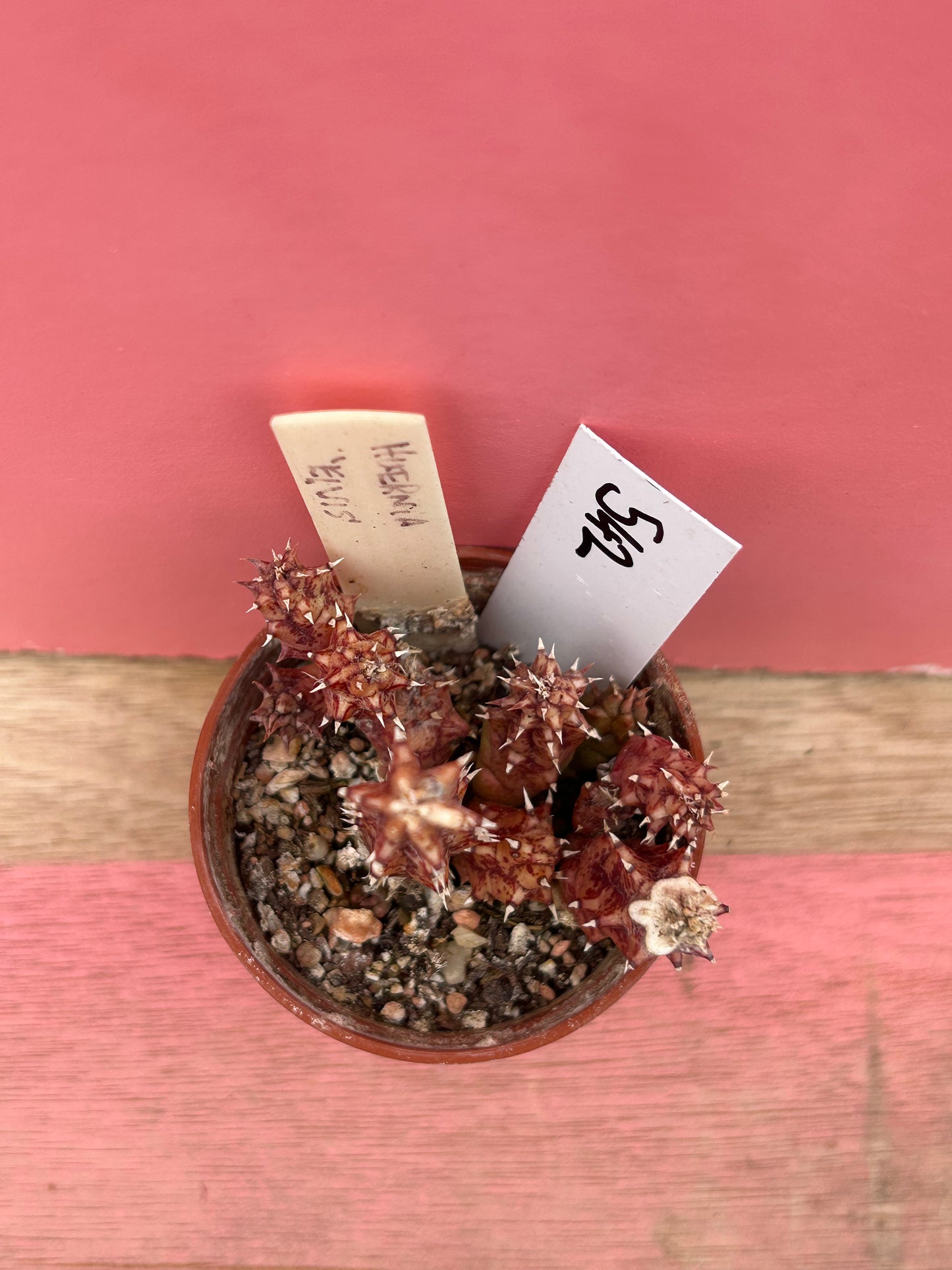Huernia 'elvis' (542)