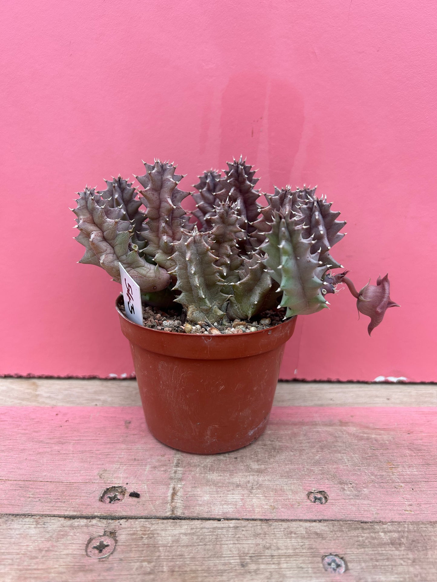 Huernia zebrina (543)