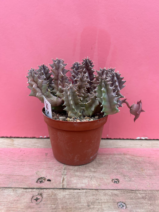 Huernia zebrina (543)