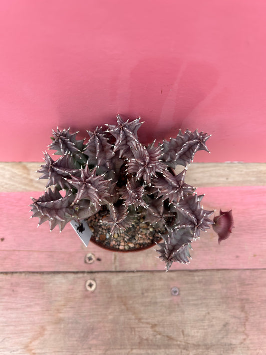 Huernia zebrina (543)
