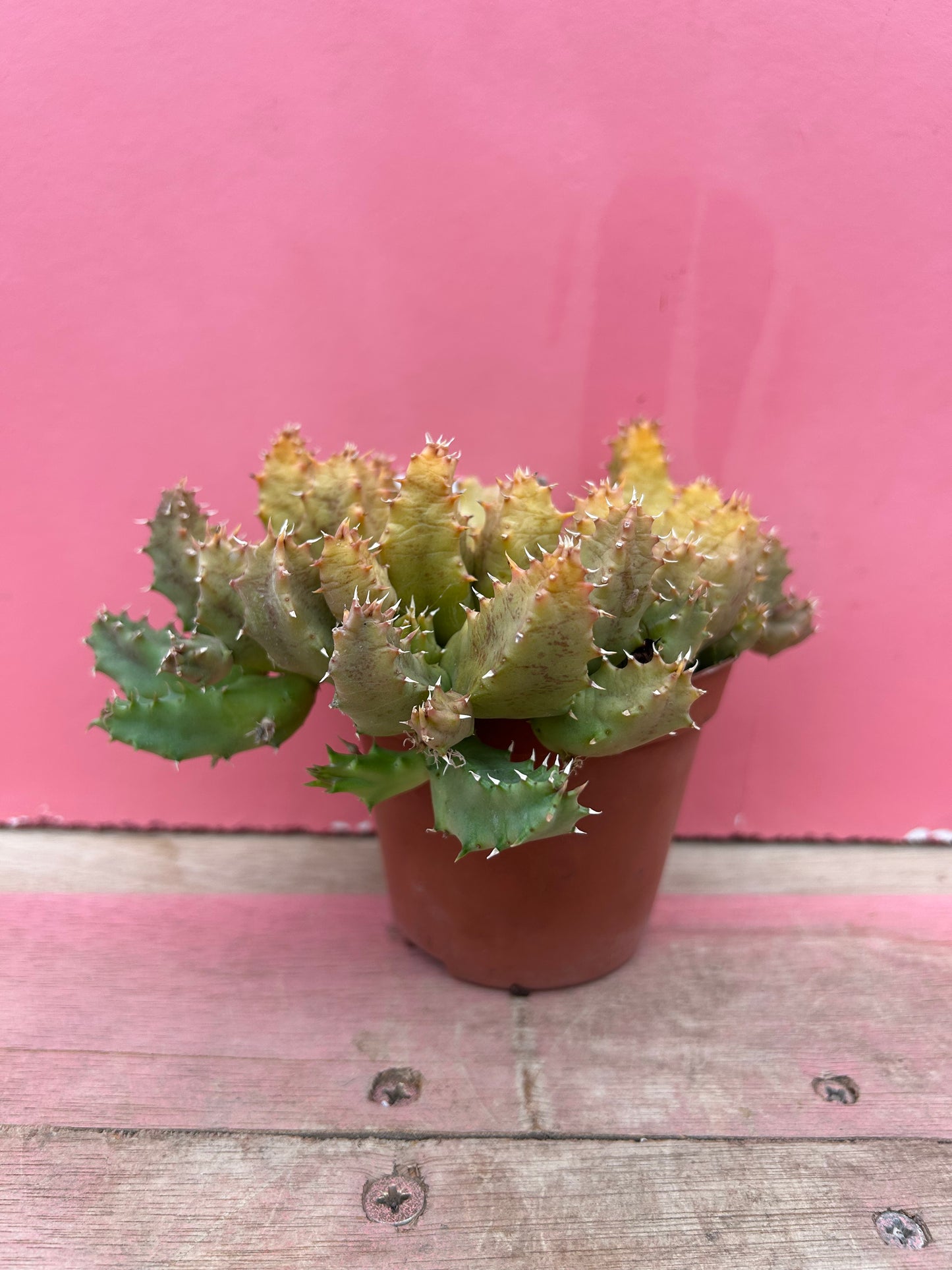 Huernia zebrina variegated (544)