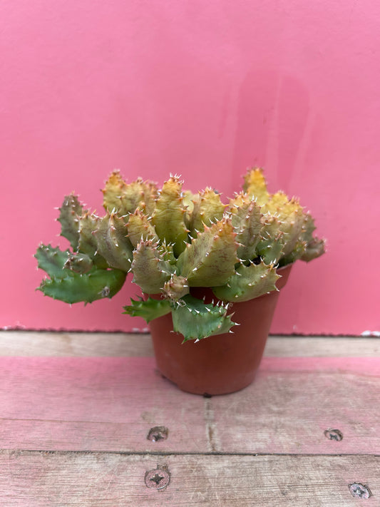Huernia zebrina variegated (544)