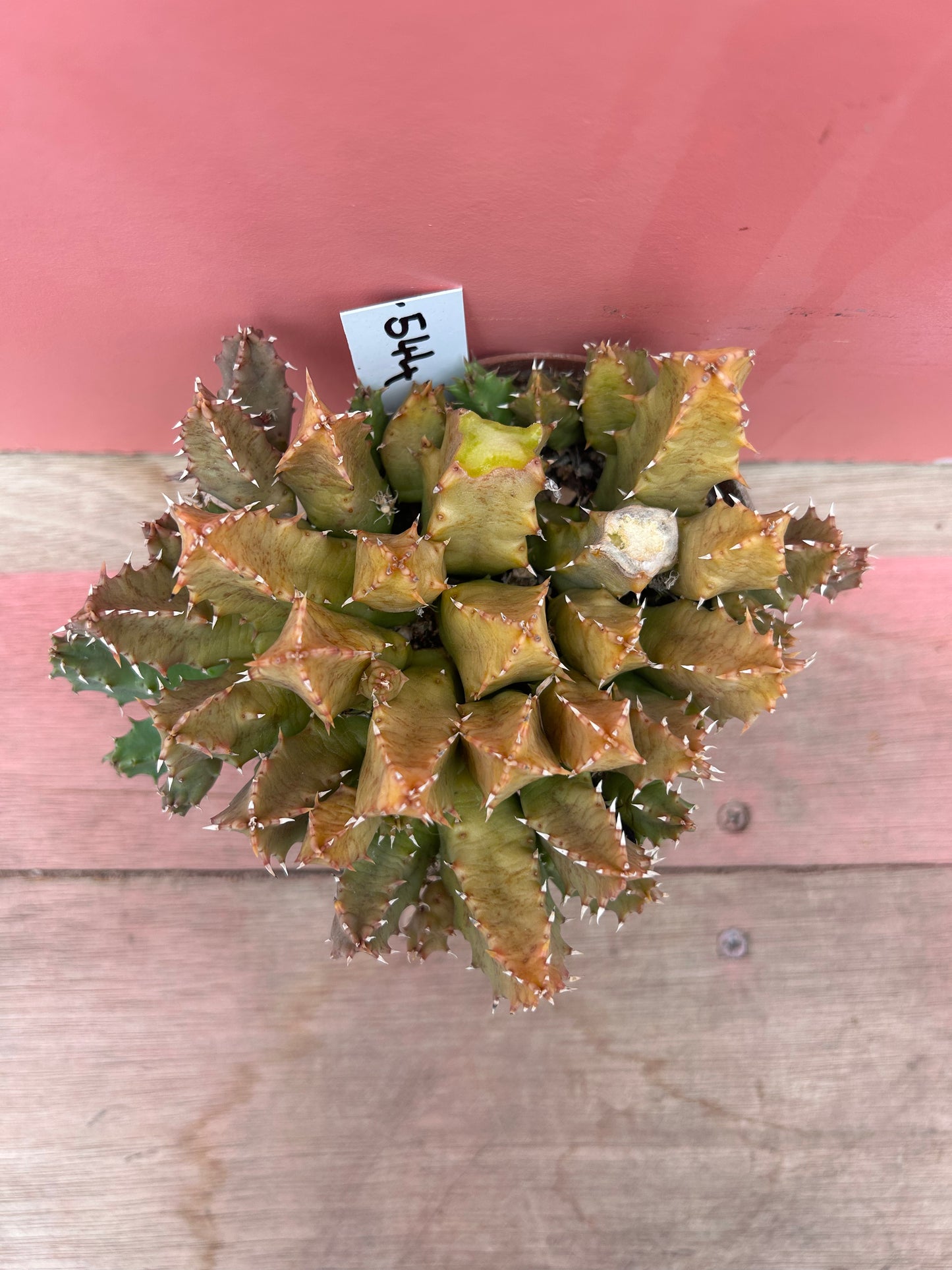 Huernia zebrina variegated (544)