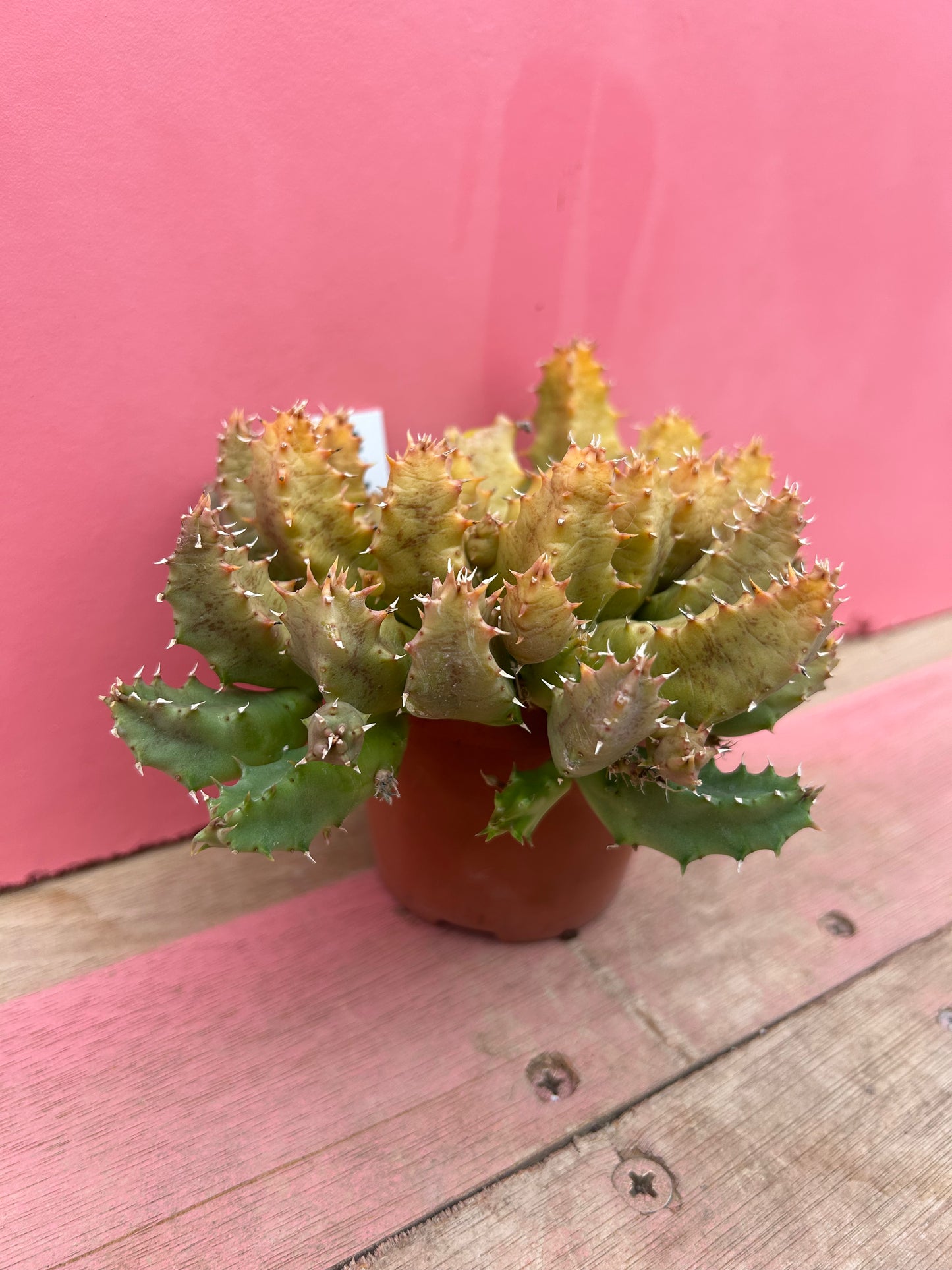 Huernia zebrina variegated (544)