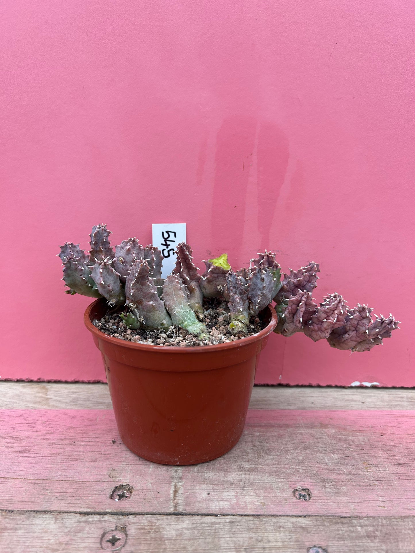 Huernia transvaalensis (545)