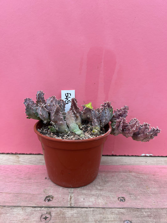 Huernia transvaalensis (545)